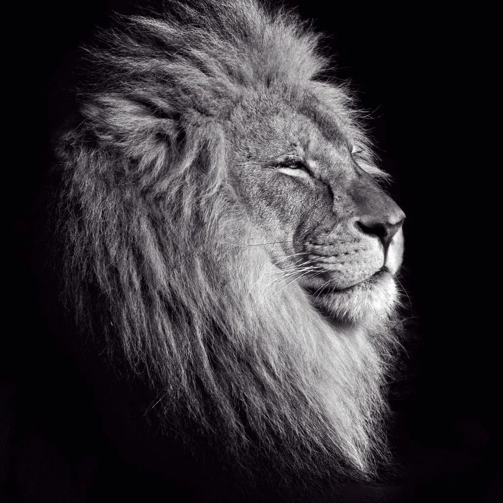 Black and White Lion King