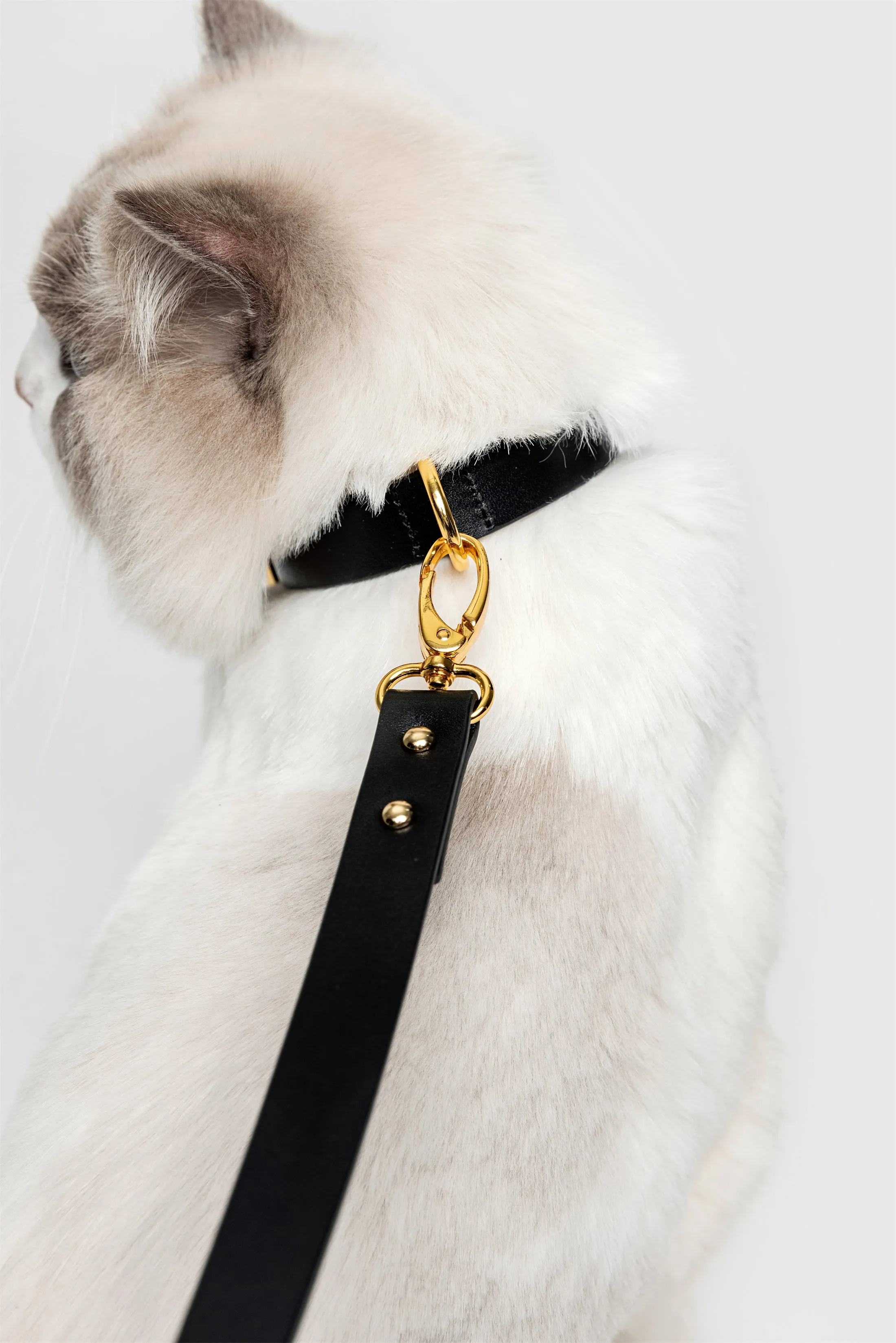 Premium Leather Collar